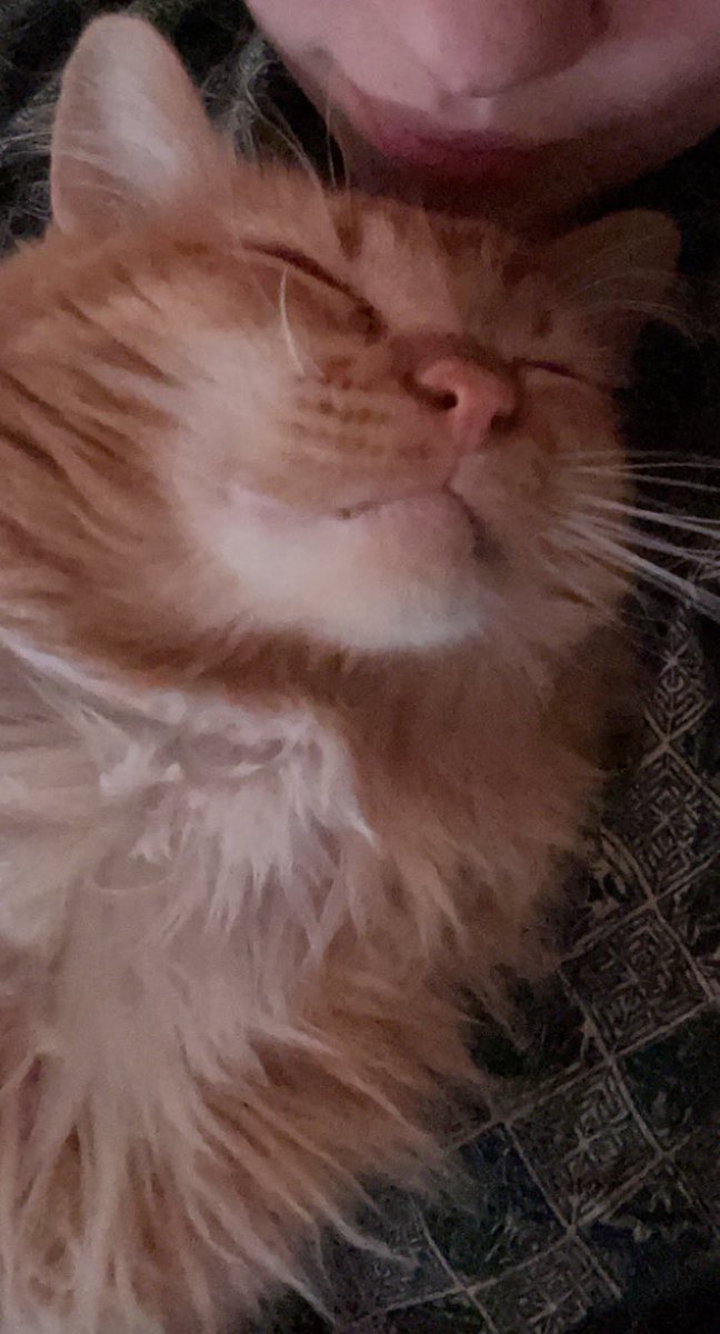 littlemanbubs's tweet photo. Hi I’m Bubs and I like snug https://t.co/84PreoGWbR