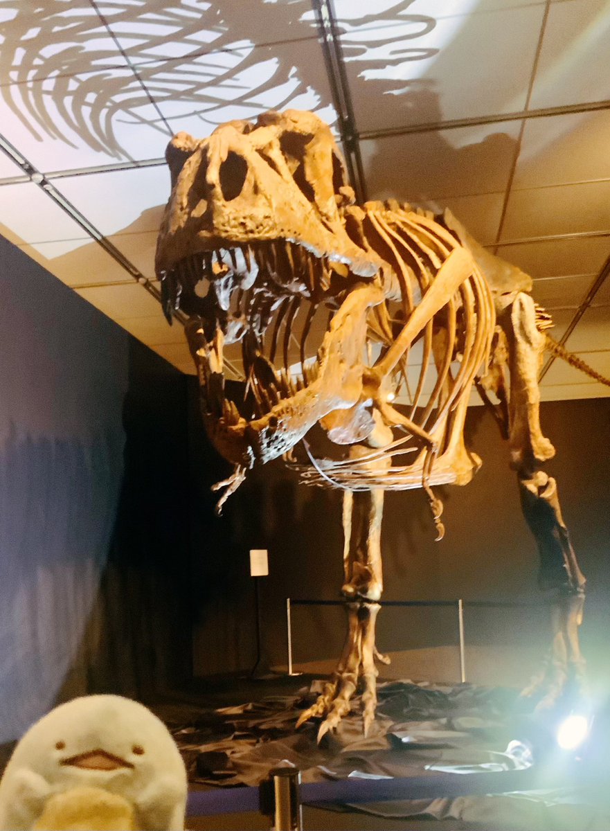 すみっコラボしている〝ジュラシック大恐竜展〟にも行ってきました🙌✨
今回は限定グッズ販売はなかったけど、展示すべて写真撮影OKで、2019年に開催した恐竜博ぶりのティラノサウルスのスコッティもみれて良かった☺️ 