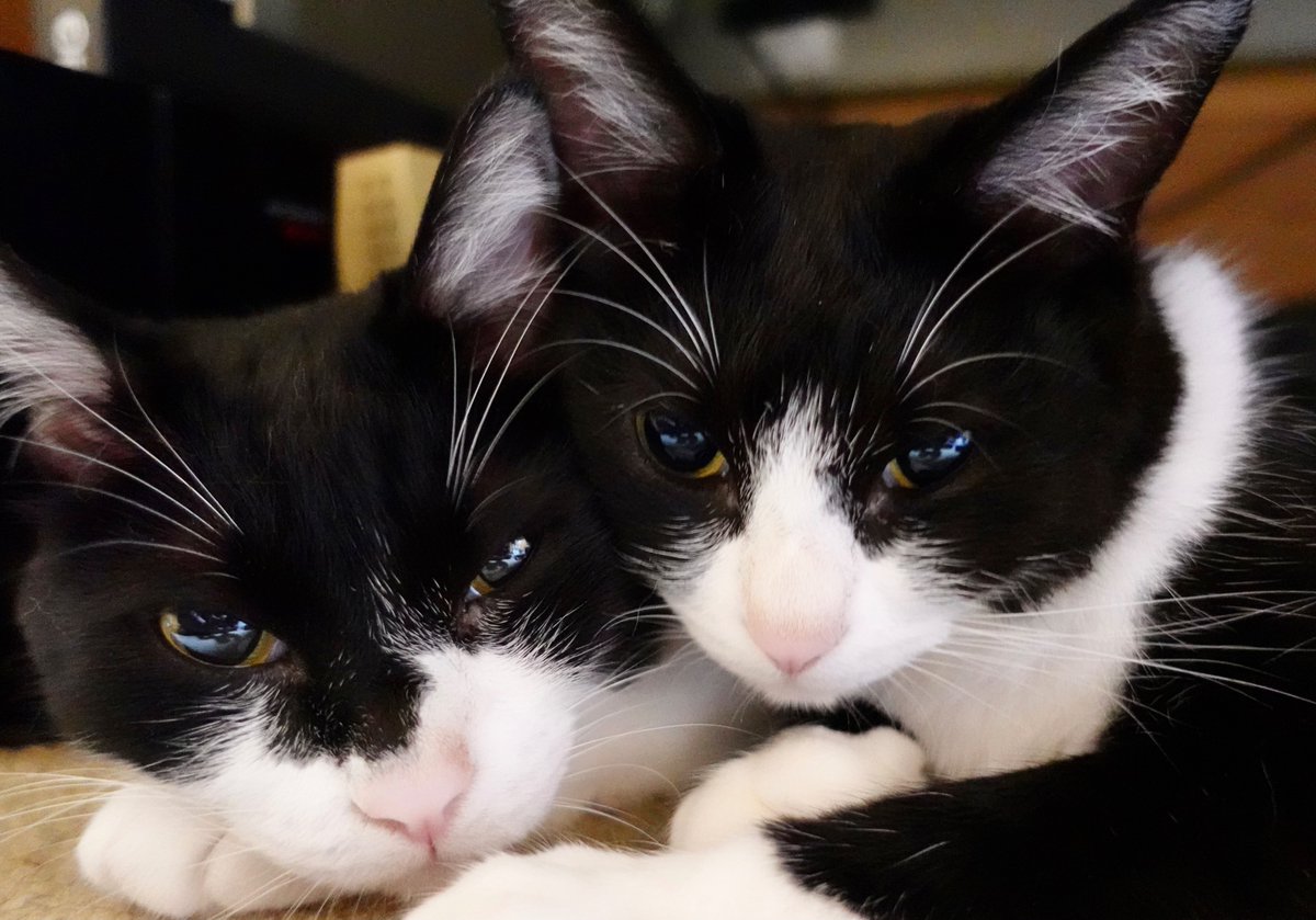 黒白猫 かわいい