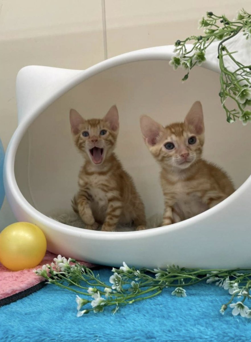 トロピカルファームあおぞら 東雁来ホーマック店内 Aozoratropical Twitter