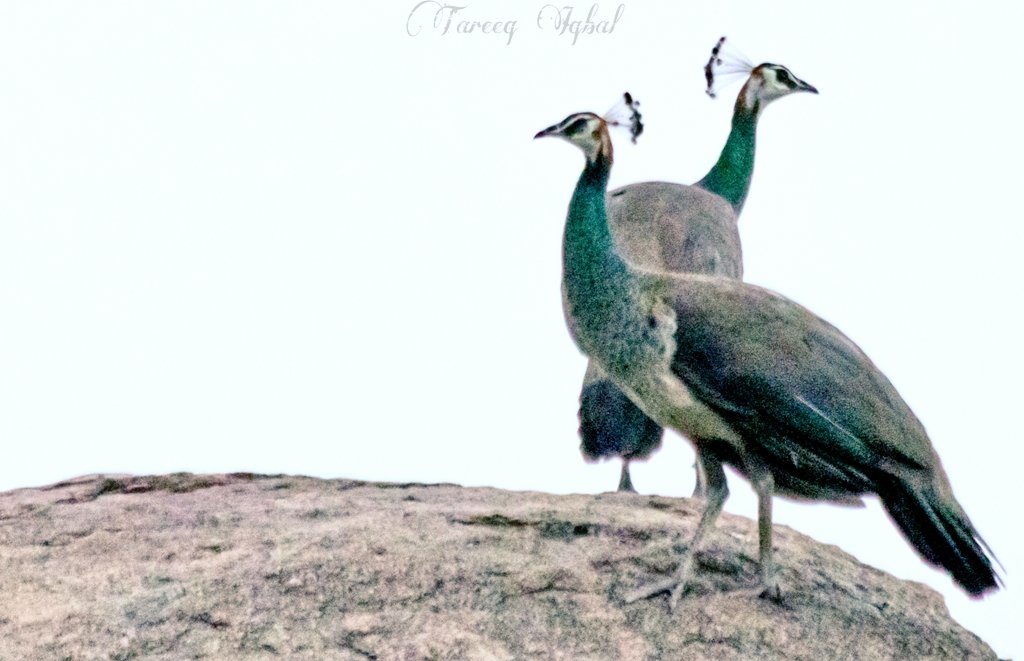TareeqIqbalMohd's tweet photo. Peafowl #Two4joy
#Luv4Wilds #birdphotography #birdlovers #naturelovers #birding #IndiAves #ThePlanet #BirdsSeenIn2021 #TwitterNatureCommunity
#WoWWetlands #ThePhotoHour #FlowersNFeathers
#canonm50
#Hyderabad
@VaSeemsReal @WorldofWilds @raziasworld @KalyaniMuktevi @smileysnaps https://t.co/n5n2B9LDIp