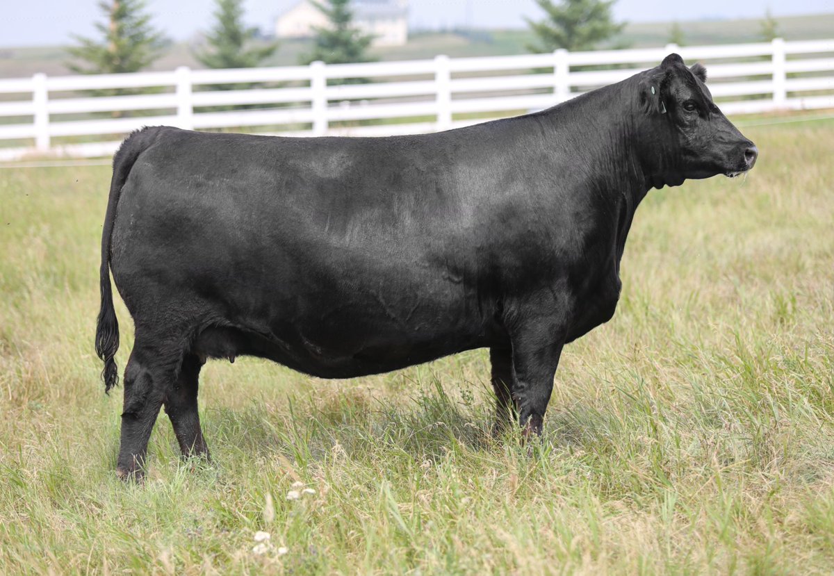 RF CERTAINLY FLIRTIN 956G. She’s a full sister to RF Supercharged 9150G and she sells on August 27 at The Jenna/Flirt Event!!