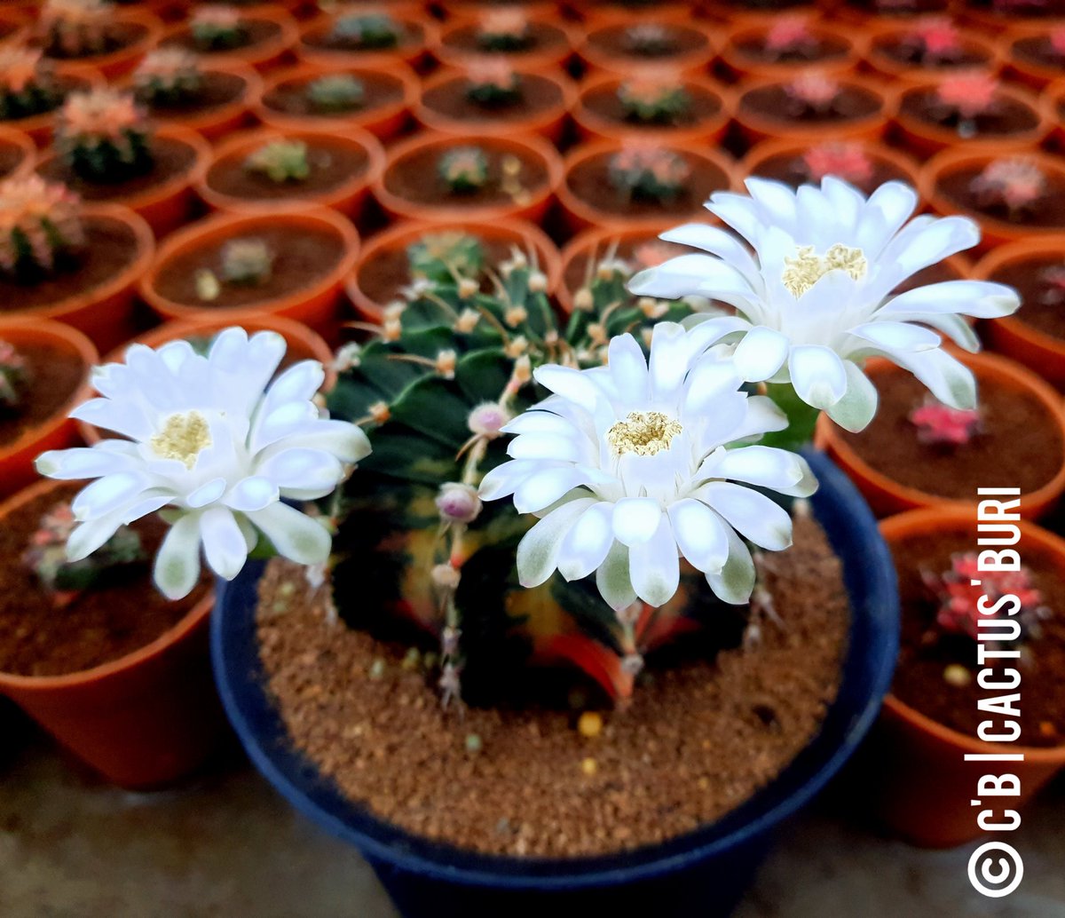 CactusBuri's tweet photo. LB Veriegeted 
#แคคตัสบุรี
#Cactusburi 
#แคคตัส #cactus #ยิมโน #Gymnocalycium  #cacti #cactuslover  #กระบองเพชร #ตะบองเพชร #คนรักแคคตัส #คนรักกระบองเพชร https://t.co/q6OmbTQ4mL