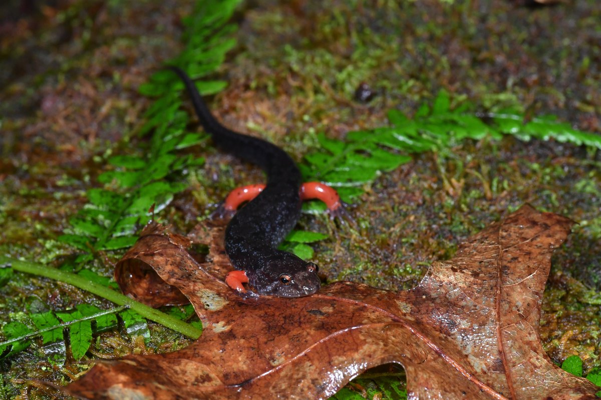 HEAD SALAMANDER サラマンダー 94cm SYMPRO SP10 HEAD SALAMANDER サラマンダー 94cm SYMPRO SP10｜ELECTRIC SALAMANDER