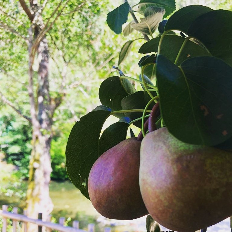GoisPlace's tweet photo. Low hanging fruit @ #placegois https://t.co/5mXBSG21Un