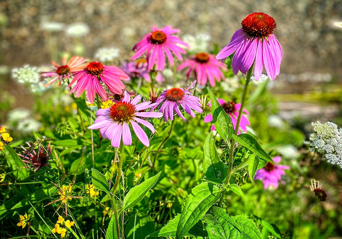 Manitoulin Media (@manitoulinmedia) on Twitter photo 