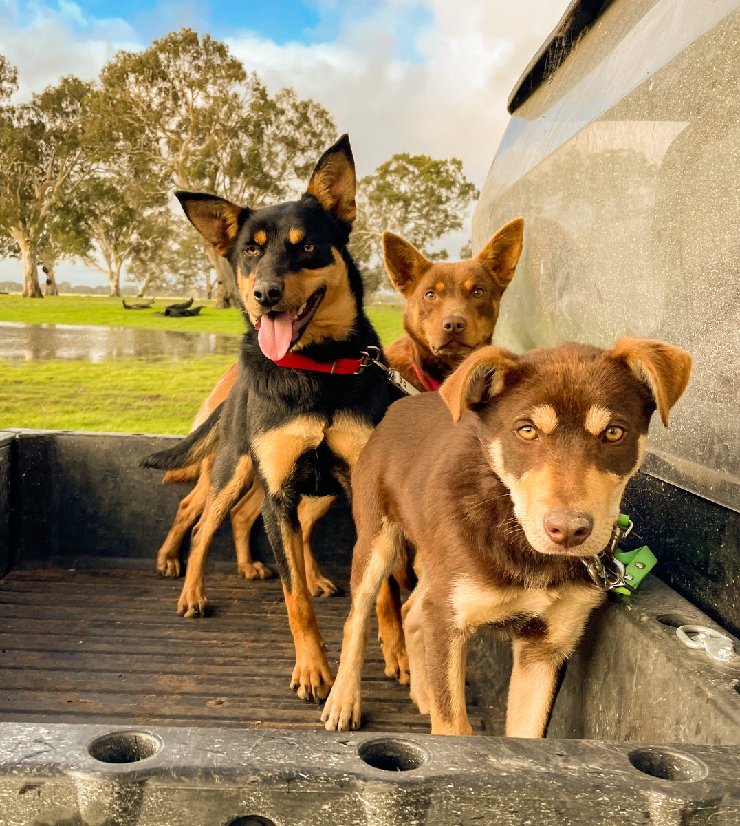 PenolaStation's tweet photo. While the running of @Warwick_Longโs #sheeppoll is causing a break in the wool (world)โฆa #dogpoll would unite us allโฆbecause there is only one best breed #kelpie ๐ https://t.co/RyWli6DbQ9