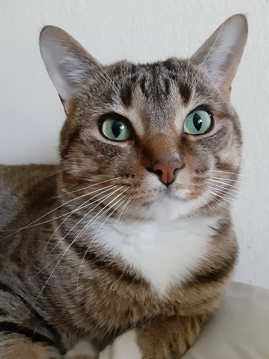 iammilothekitty's tweet image. Hello everyone! Hope you're all doing well 😸