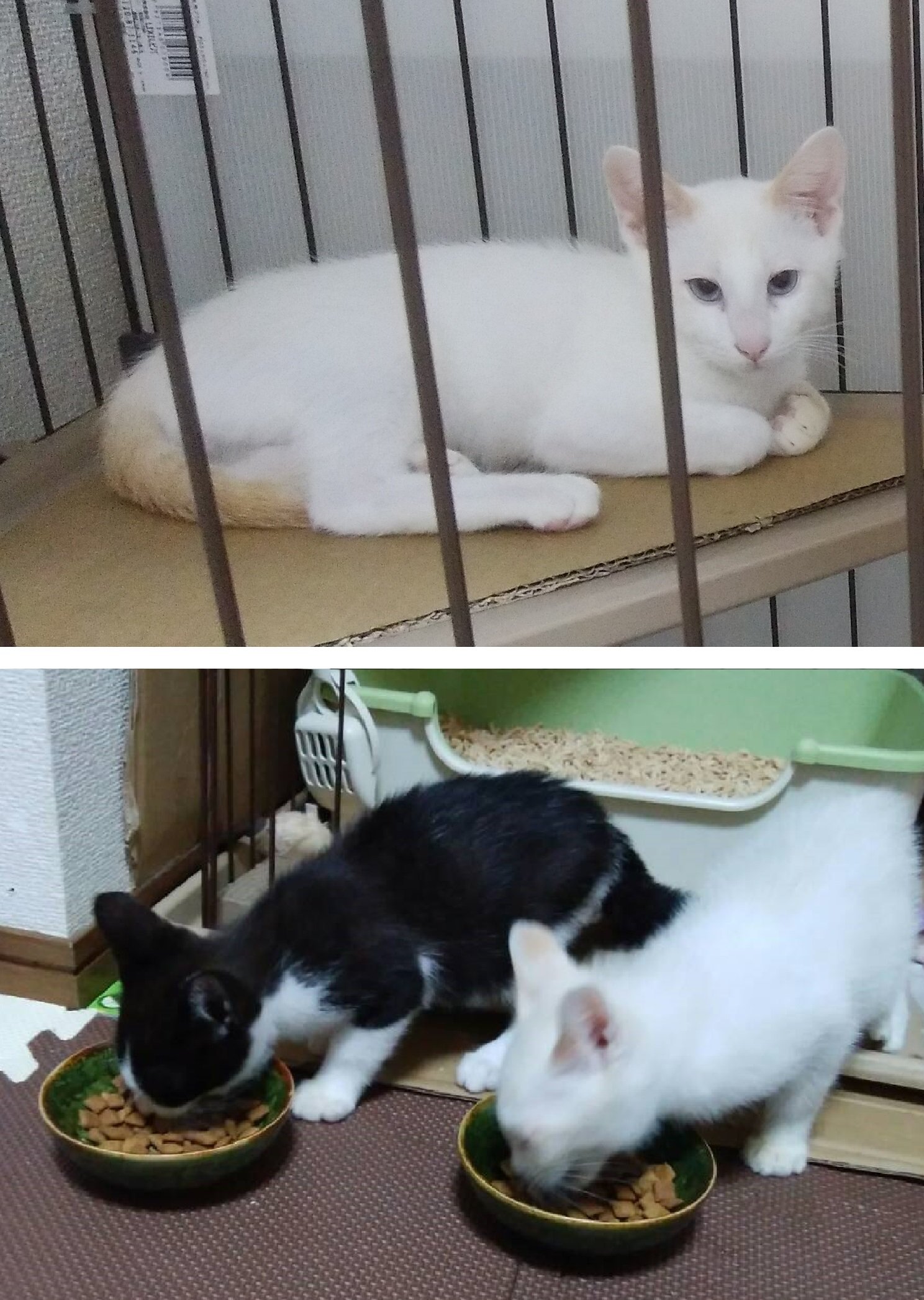 تويتر いちか على تويتر 一年前 白ちゃん黒ちゃんと名付けたけど 一年経った今 白ちゃんの名前の由来は意味不明になった 猫のいる暮らし 猫好きさんと繋がりたい 猫あるある 成長と共に毛色が変わる T Co Jwpzfkhk1m