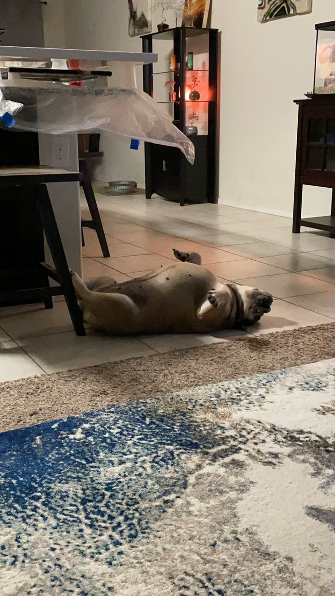 @babyboxersiob Definitely! After another power nap 😂😂
