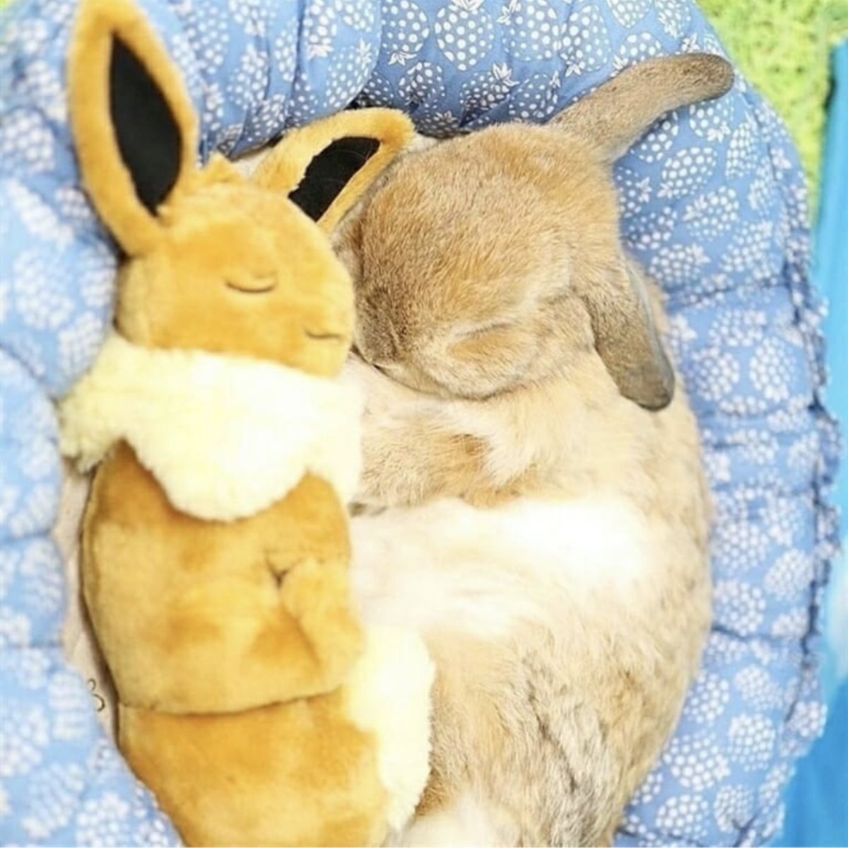 makeupabunny's tweet photo. @rabbit_ebooks agree https://t.co/i8RQDEMQM3