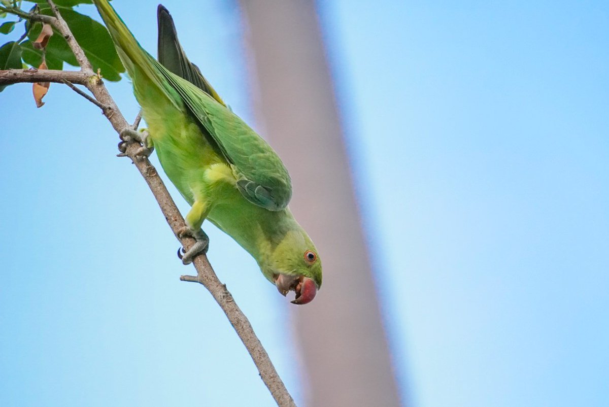 priyanshd2's tweet photo. Hey twitter, good morning. This one is total show-off. #ParakeetsOfIndia  #WorldParrotDay #IndiAves 
#ThePhotoHour
#birds
#birdwatching
#birdphotography
#birding
#NaturePhotography #BBCWildlifePOTD #TwitterNatureCommunity @ParveenKaswan
@Avibase https://t.co/NHJMDqRwQ5 https://t.co/9sX60ipwFO