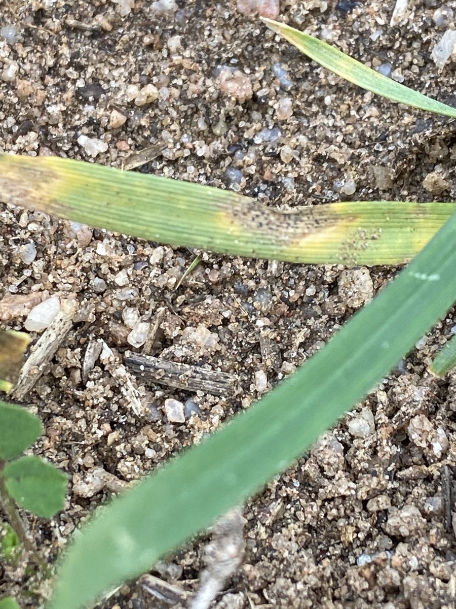 crispyep's tweet photo. Yellow leaf spot or Septoria? Seeing these symptoms on all Scepter lower leaves regardless rotation. Black pastules so assume Septoria? ⁦@CropWatchSA⁩ please confirm https://t.co/wnNsMymWqC