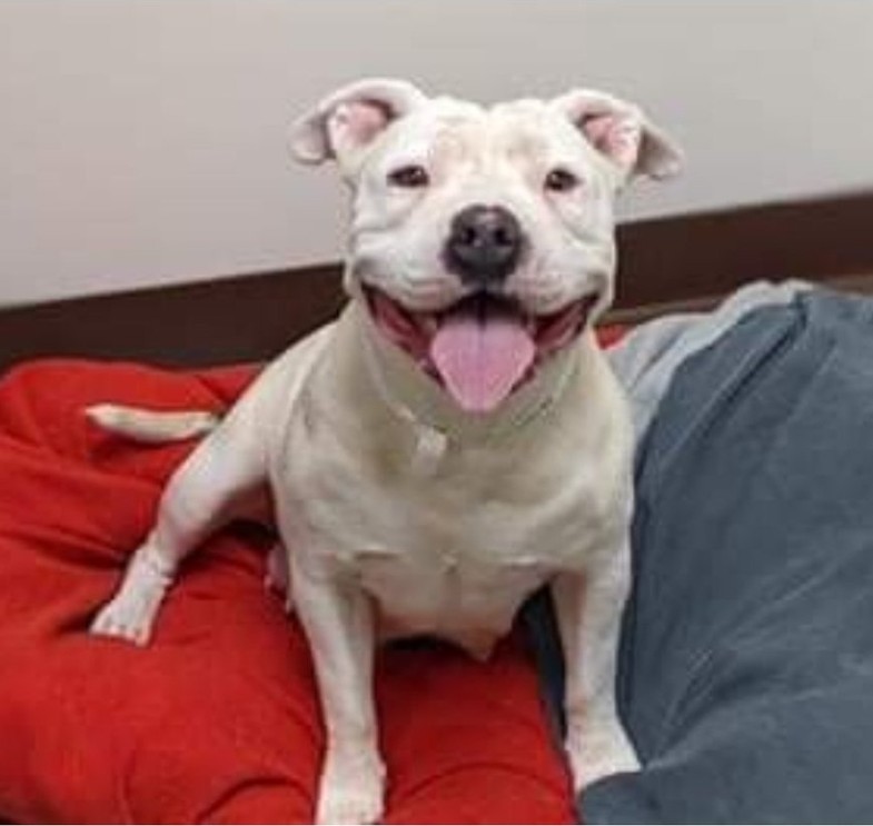 PhaedraXTeddy's tweet image. Urgent now 🔽