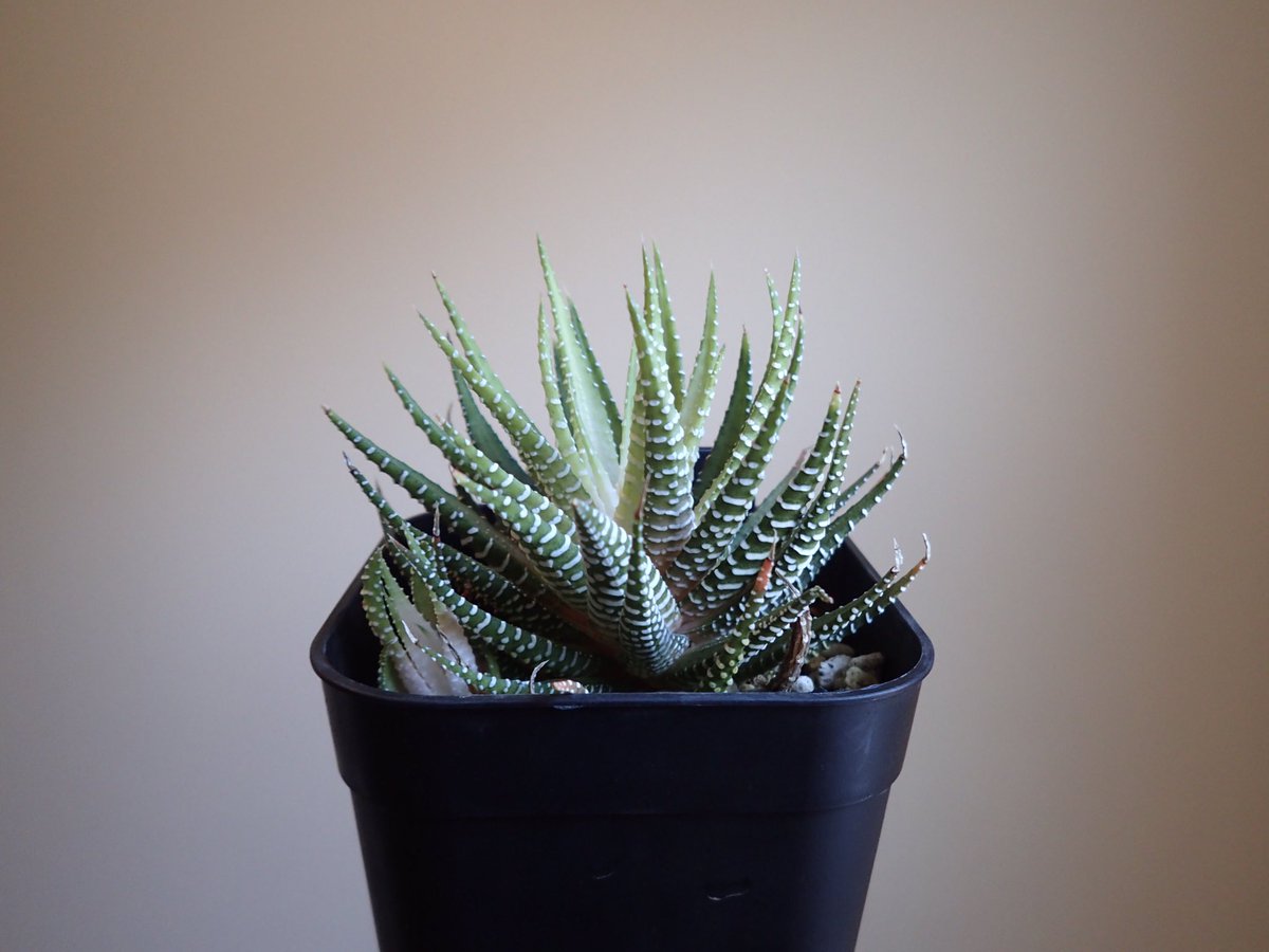 Haworthiafasciatafvariegata Haworthiafasciatafvariegata