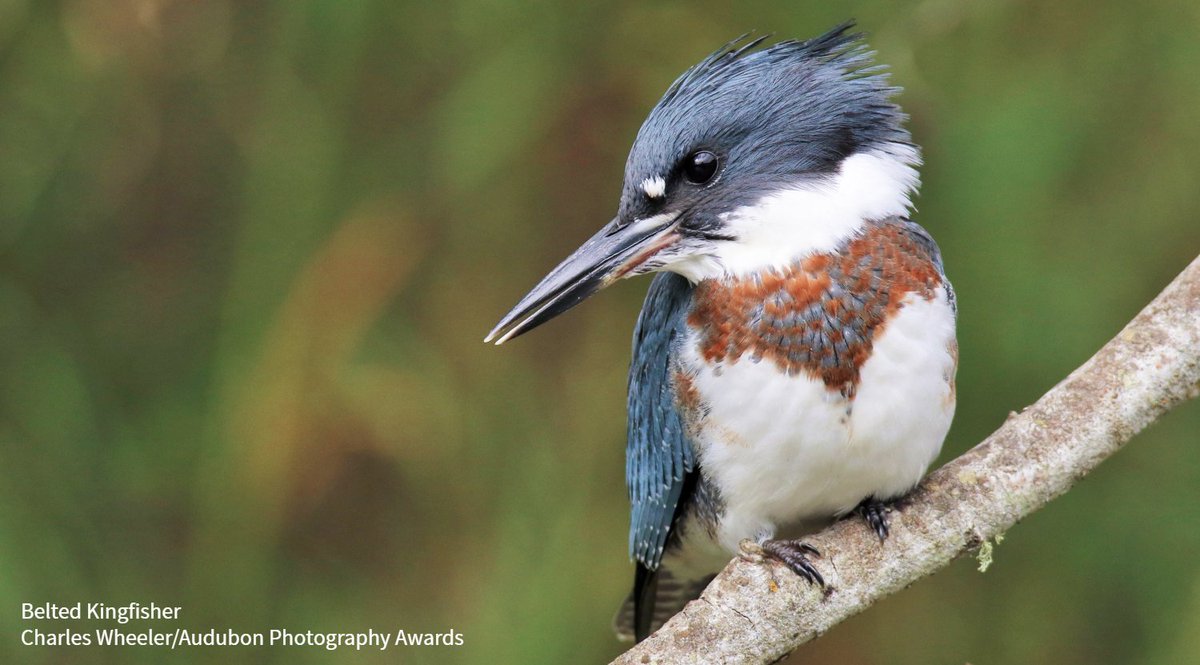 Audubon Society tweet media