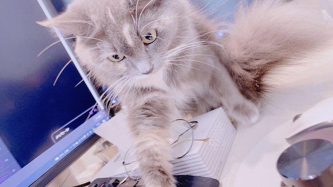 最近猫がわたしのご飯を奪おうとしてくる 