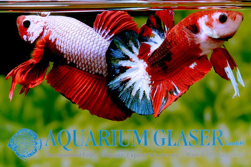 aquariumglaser's tweet photo. #Betta #splendens #HellboyII
find more details and pics @ https://t.co/kgExUnuDLM https://t.co/ZNFShWlL2C