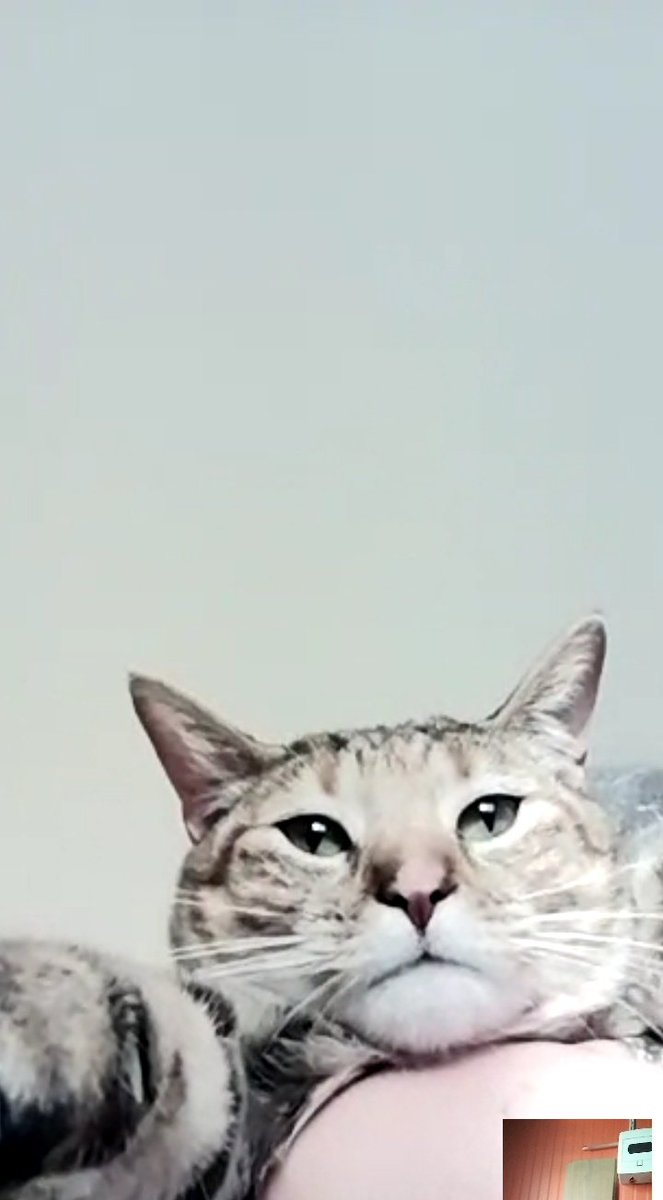 GraphFiIm's tweet image. Debido a que nunca estuve tanto tiempo alejada de ellos llamo constantemente a mi mamá para preguntarle por ellos y que me los muestre. Adjunto fotos de una de mis wawas en la videollamada de hoy. Ella: un meme.