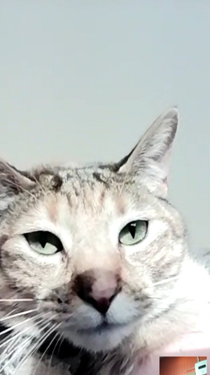 GraphFiIm's tweet image. Debido a que nunca estuve tanto tiempo alejada de ellos llamo constantemente a mi mamá para preguntarle por ellos y que me los muestre. Adjunto fotos de una de mis wawas en la videollamada de hoy. Ella: un meme.