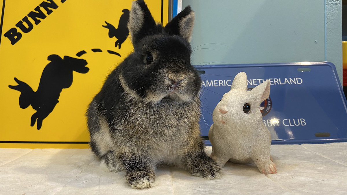 ラビッツ Rabbits Osaka Twitter ラビッツ Rabbits Osaka Twitter