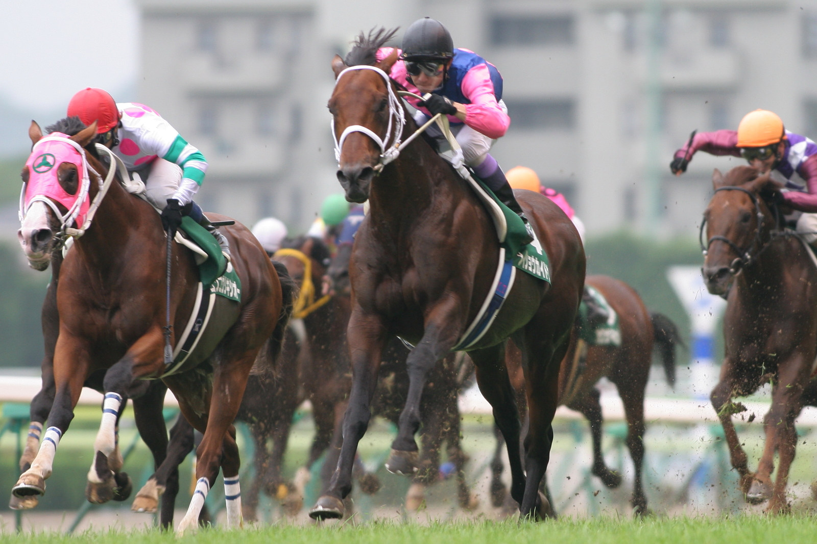 小倉競馬場限定 メイショウカイドウ4体セット