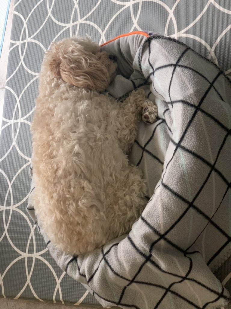 StephGeschke's tweet photo. It’s a slow day today 🥰😴 https://t.co/aaODjtOwBC