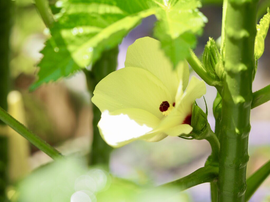 サンドリーム セルシーアンドルモン Sundreamsr Twitter