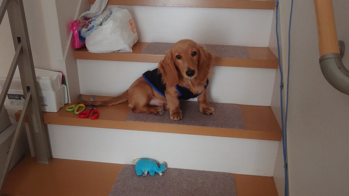 Mダックスゴールド 空丸 tweet media