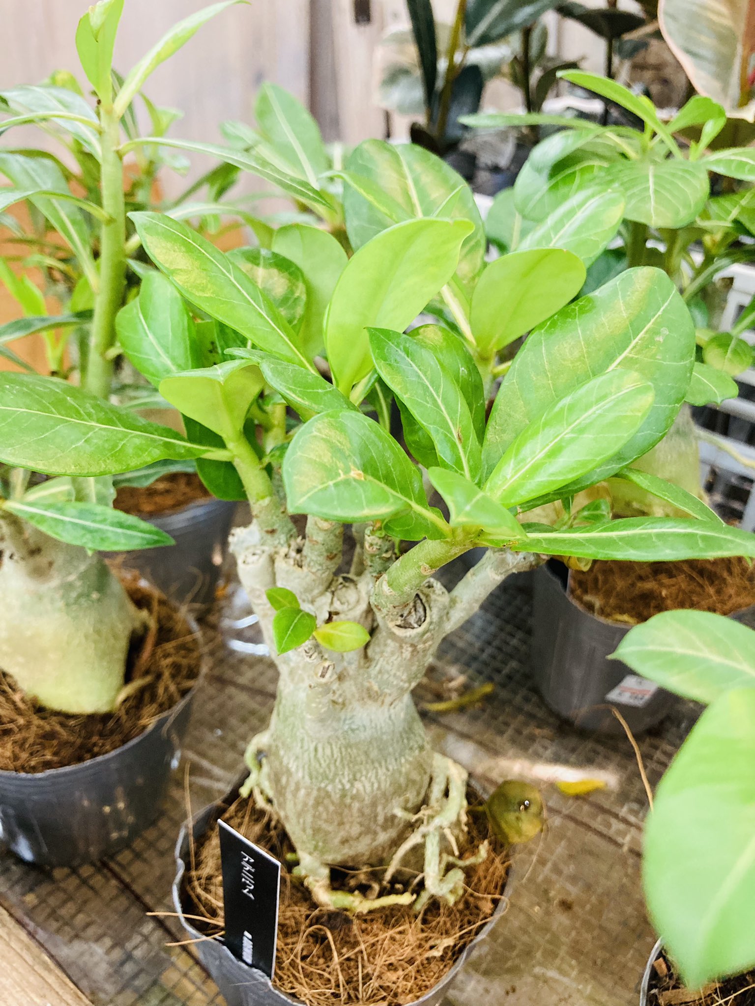 ガーデンマルシェ 下関 防府 下関店 アデニウム 太くてどっしりした幹が特徴の多肉植物です 可愛らしい花も咲きますよ ガーデンマルシェ ガーデンマルシェ 下関 寄せ植え 園芸 ガーデニング 花屋 ガーデン 花のある暮らし 花の