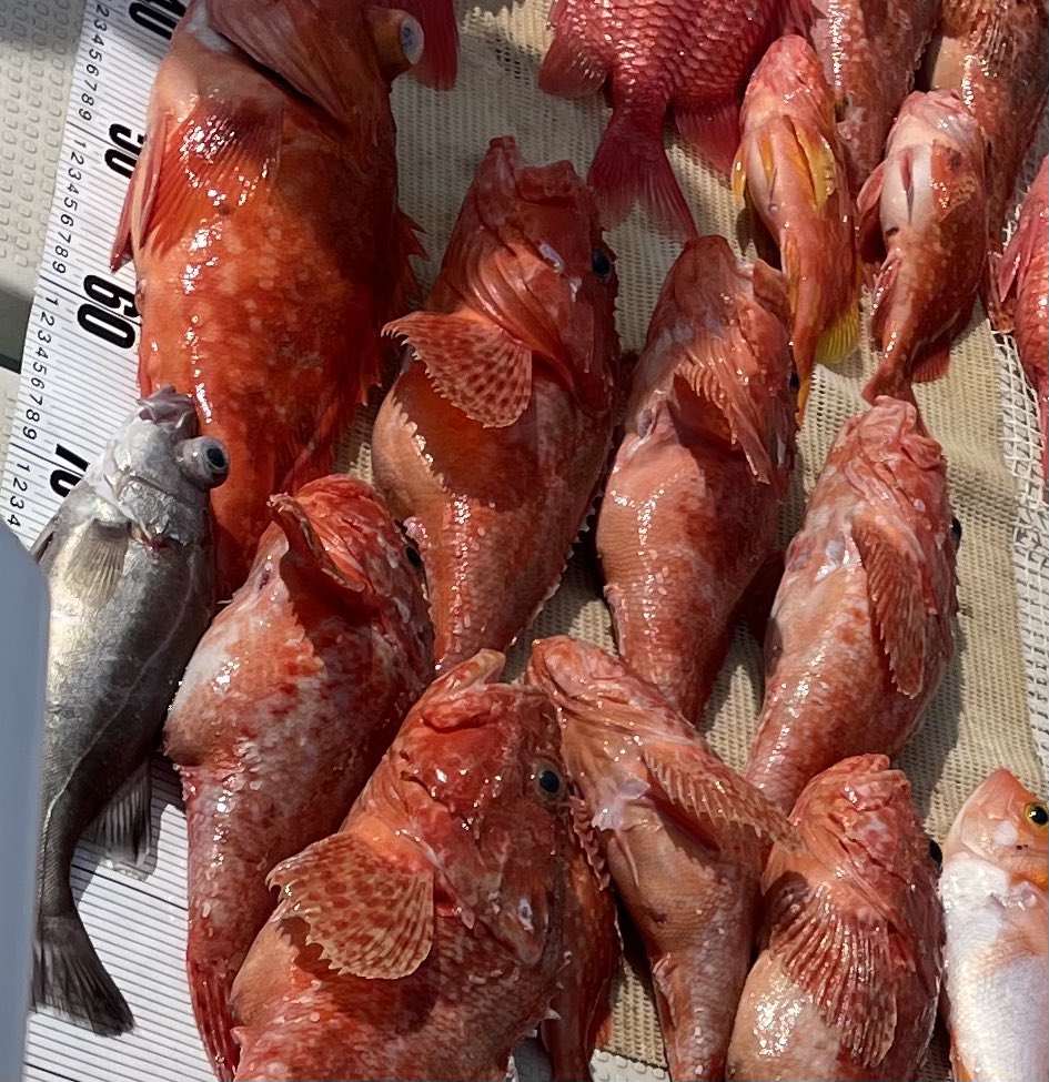 カンコ Twitter Search Twitter カンコ Twitter Search Twitter