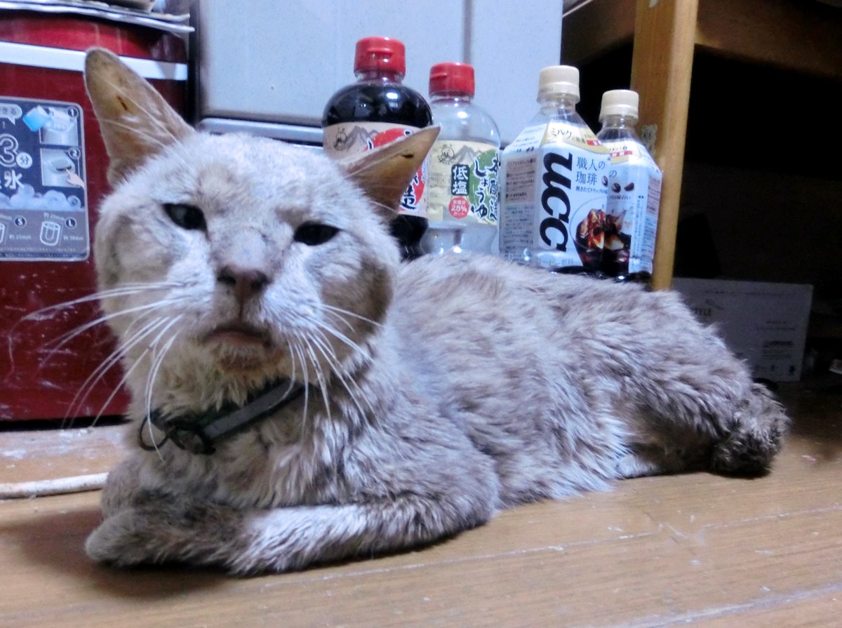chapichapijp's tweet photo. #猫拾いました。
今日の午後４時頃、スーパーへ行く途中で猫を拾いました。場所は埼玉県川口市の鳩ケ谷住宅公園近くの下水の土管の中。やせ細った猫がノロノロと歩いていたので、どうしたのかな？と、帰りに覗いて見ると土管の中にうずくまっていました。 https://t.co/BODoz5Ssf7