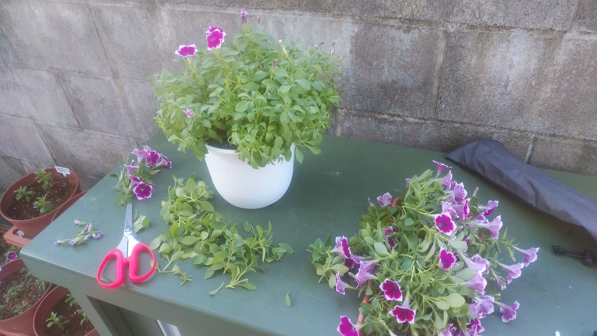 サフィニアアート