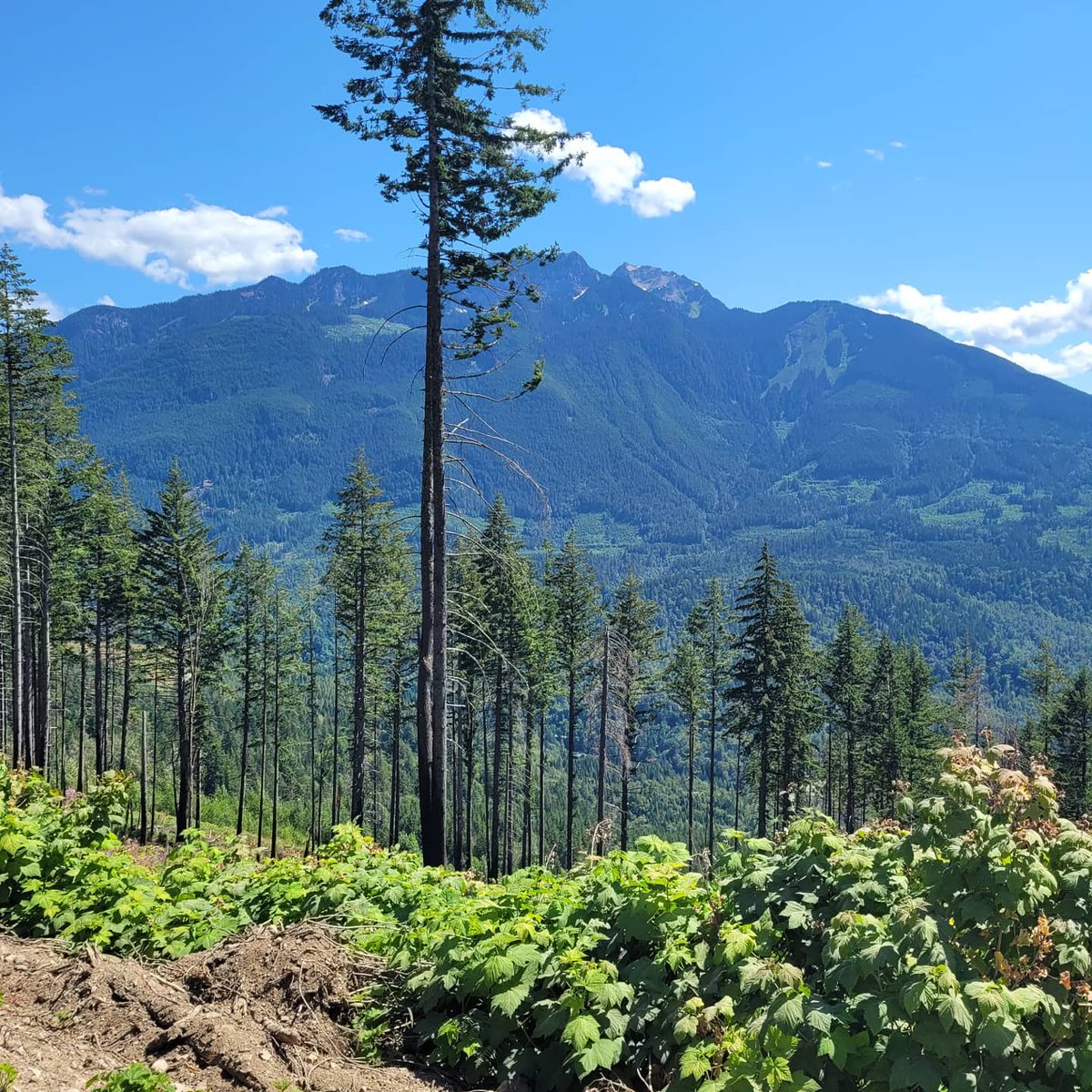 Maxwell4911's tweet photo. Elk Mountain Hike with stunning views of the #Fraservalley  #Beutyofaday https://t.co/ajiBgG7gXe