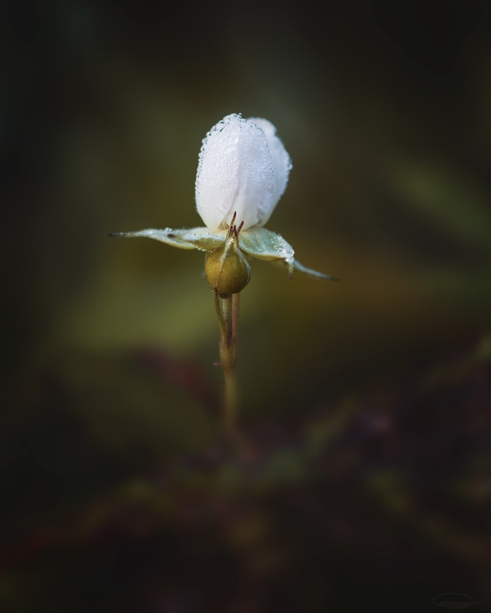 Good morning from a cloudy Austria, have a wonderful day😀

This post is dedicated to my Sis🧡