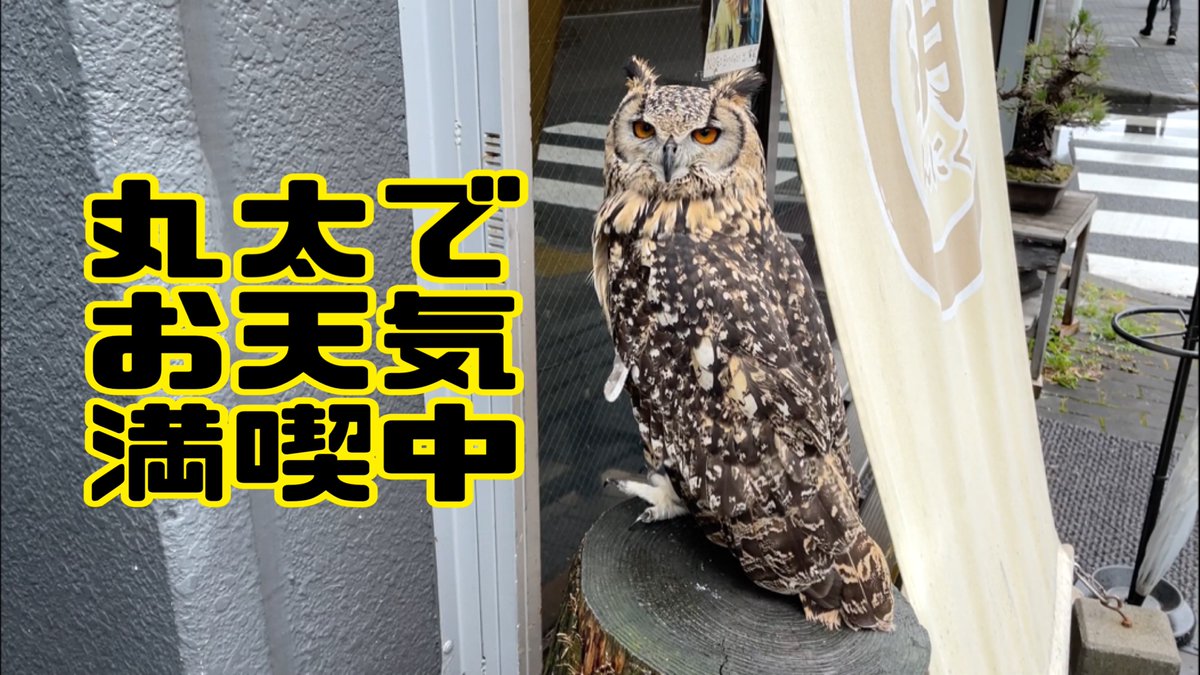 ミミズク Twitter Search ミミズク Twitter Search