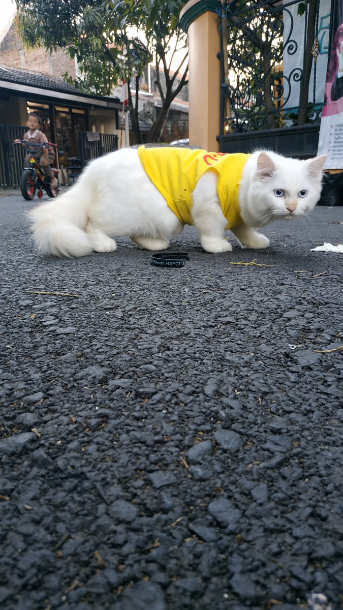 infobdg's tweet photo. via @okaastoka : siapa tau ada yg liat/ nemu kucing persia x mainecoon bola mata biru warna bulu putih di lehernya ada kalung lonceng ijo.ilang di sekitar panyileukan belakang.. pliss banget kalau ada yg nemu, liat, atau ambil balikin yaa https://t.co/JUQTmS0LhW