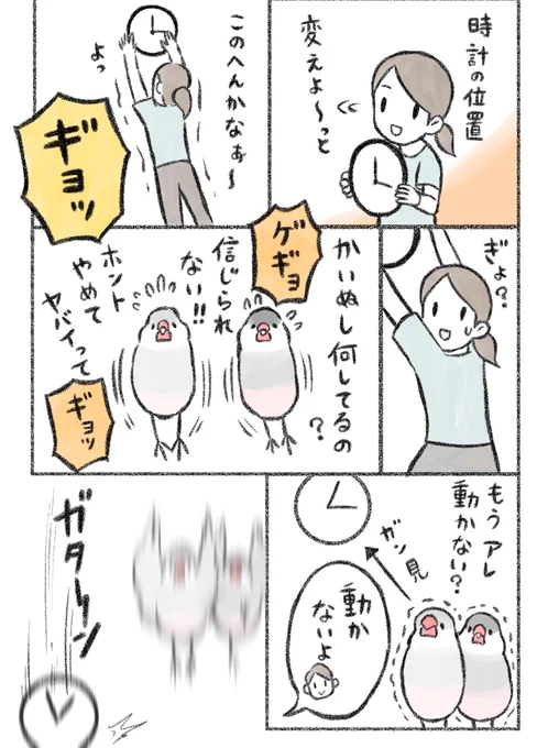 マンガ「本当にごめん…」

#文鳥 #buncho 