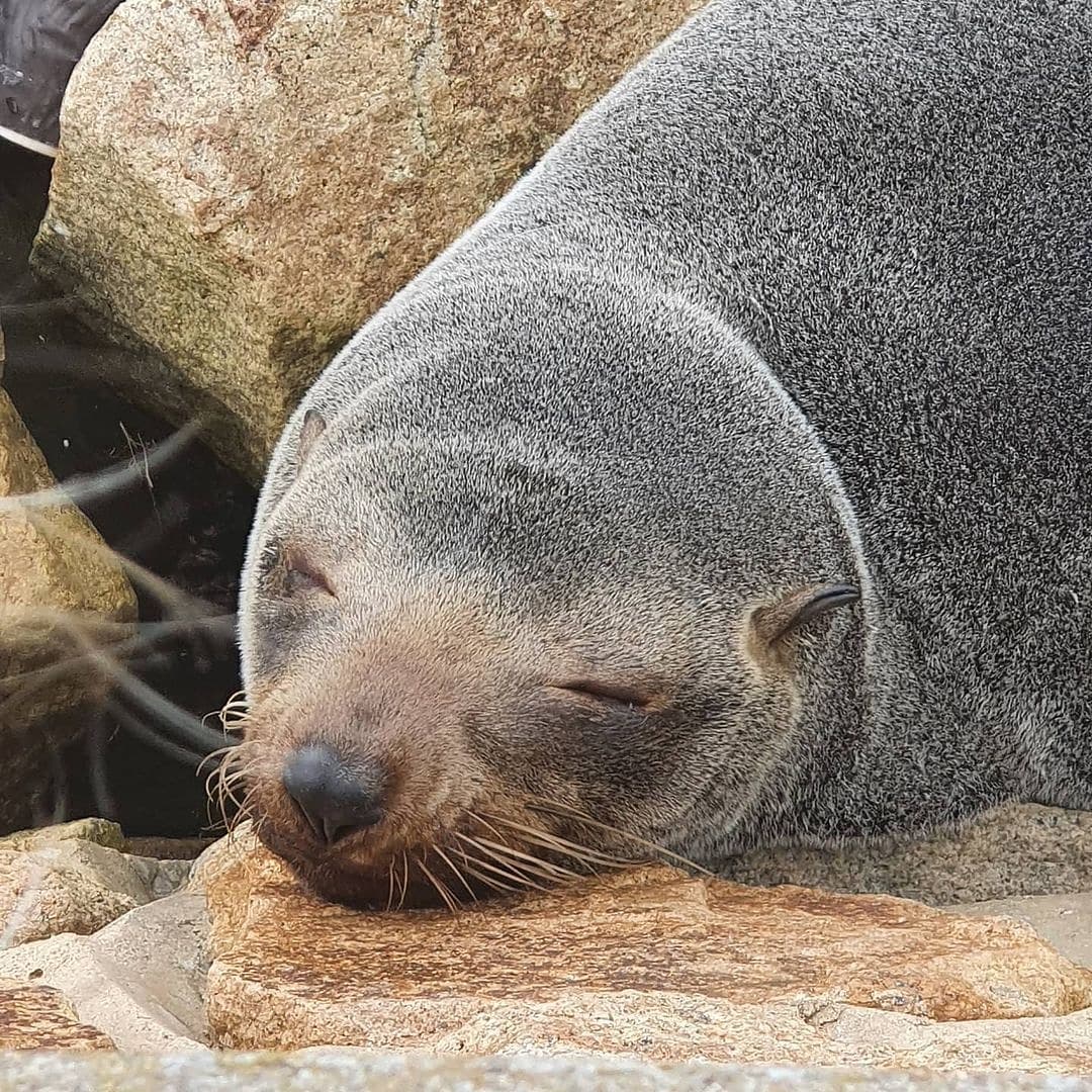 G'day VIC! did you wake up to see the news?! We're looking forward to seeing you enjoy a holiday back in wonderful <a href="/visitgippsland/">Visit Gippsland</a> soon! Book your #holidayherethisyear &amp; come meet the cute locals of the Gippsland Lakes! Photos by Beachcomber Holiday Units #lakesentrance via IG