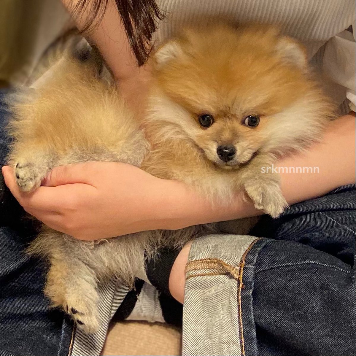 ポメラニアンは子犬の頃におサルさん化する 猿期 というのがあるらしい 初めて見た時はびっくりした Togetter