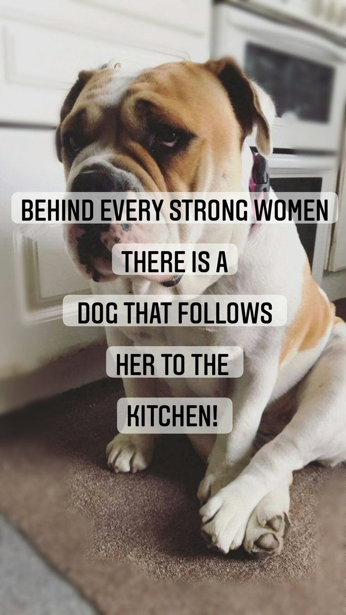 Schiffer05's tweet photo. Behind every strong women success, there's a strong dog that follows her in the KITCHEN ๐ถ๐พ๐พ๐พ๐พ
Eat Sleep Repeat
#paws4life #paws4ever #bulldog #englishmastiff #englishbulldog #furfriends #bestfriends #foodie #sleepeatrepeat #nostress #notension #livelife https://t.co/0SJfiBLnXW