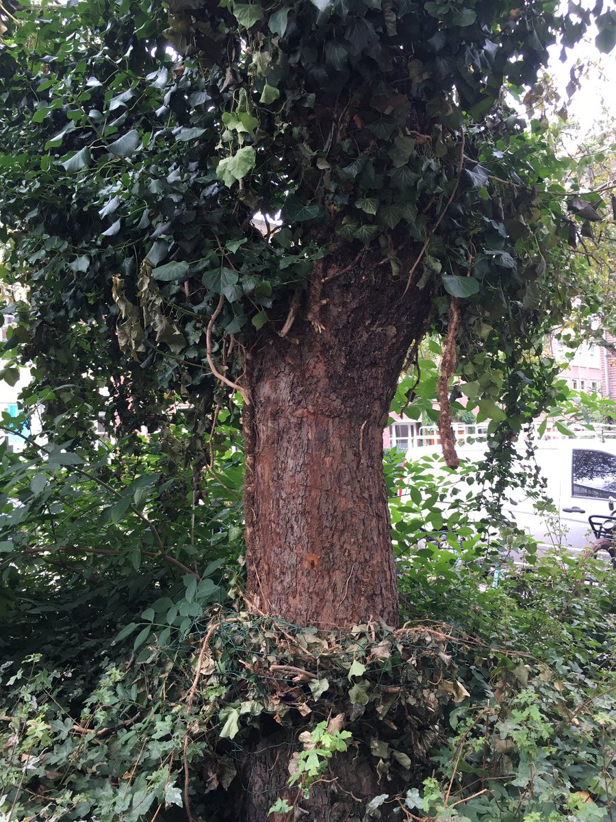 Klimop door iemand vernietigd in de straat… verlies biodiversiteit en totaal onnodig! <a href="/bomenconsulent/">Hans Kaljee</a> <a href="/Bomenridders020/">Bomenridders 020zuid</a>