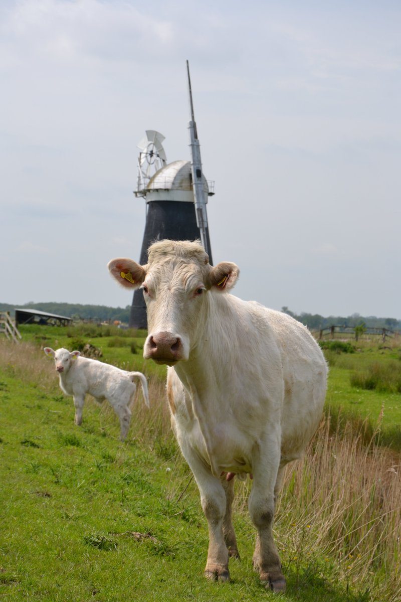 📷 Cows grazing on the marshes at Mutton's Mill, Halvergate by Richard Steer 

A scene quintessential to Norfolk and the @BroadsNP 

What springs to mind when you think of Norfolk?
#NorfolkDay2021 🎉