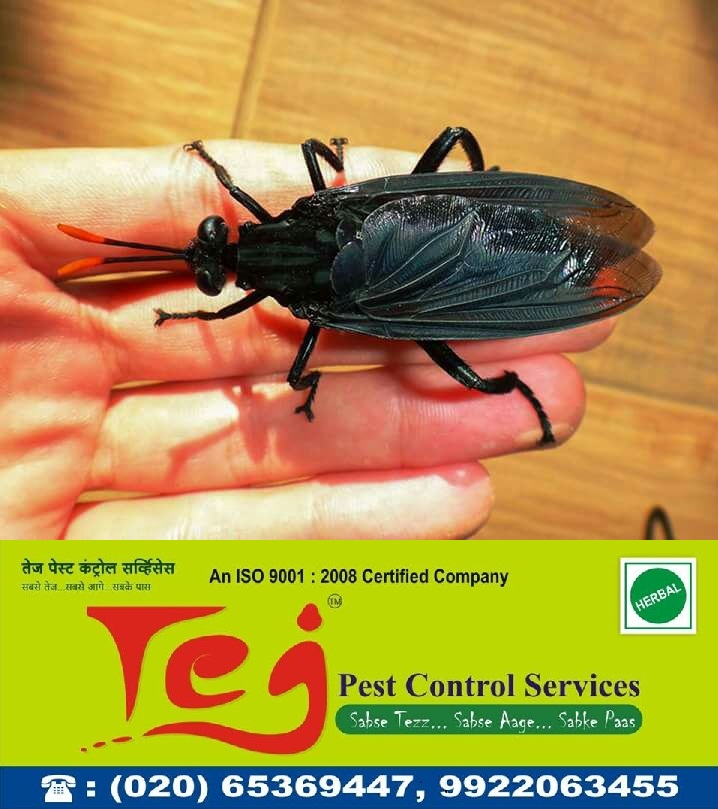 Tejpestcontrol's tweet photo. Tej #PestControl provides #PestControlServices such as #Mosquito Control, #BedBug, #Spider, #Pigeon, #Ant control. 
Call Us on +91-9922063455
https://t.co/kaGCI0xcE0 https://t.co/zJ2lJgNJfs