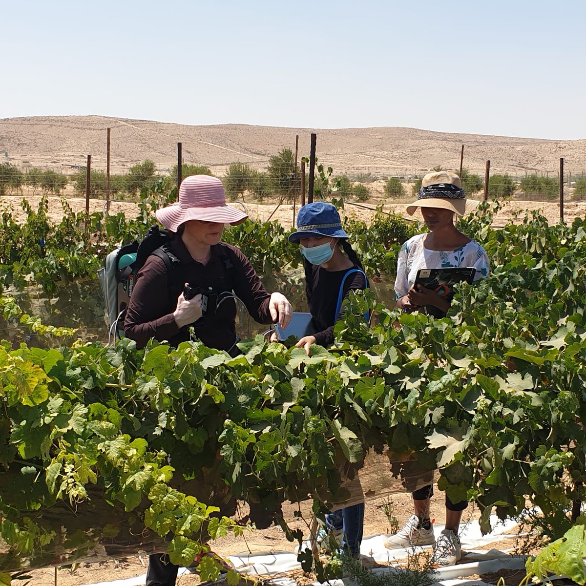 First day of stress indicators course. this year in our experimental vineyards <a href="/bidrBGU/">bidrBGU</a>