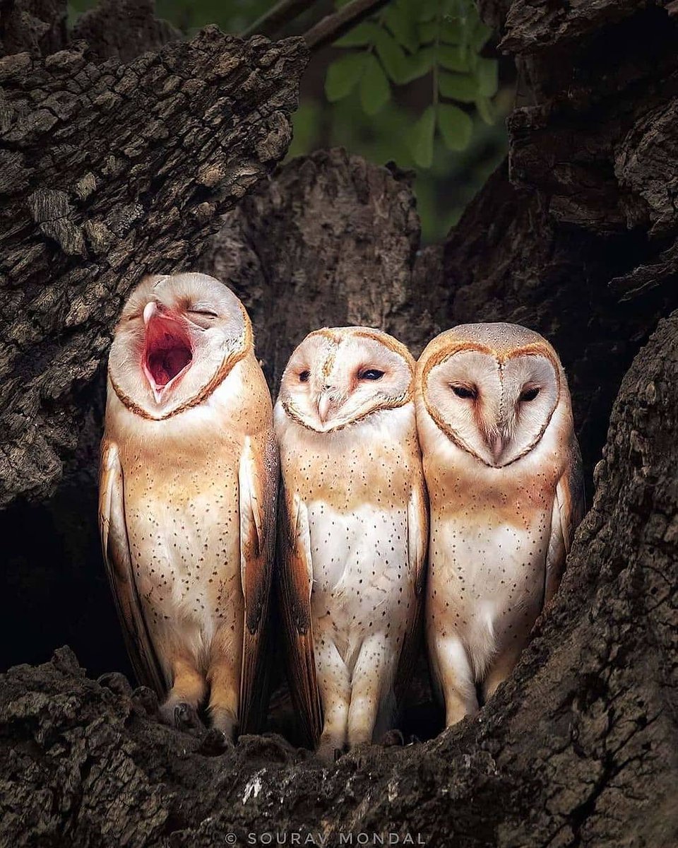 ¡Buenos y pajareros días! 🦉🐥🦃 #FelizMartes

¿Sabes que el disco facial de la #lechuza actúa como una especie de antena parabólica que dirige el sonido hacia sus orejas? #BuenosDias
🦉💤seo.org/ave/lechuza-co…