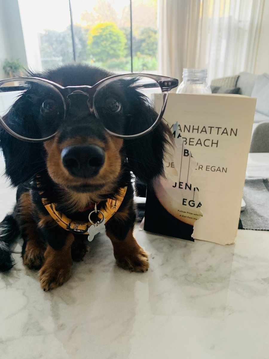 There are no words left. #reggiethedachshund