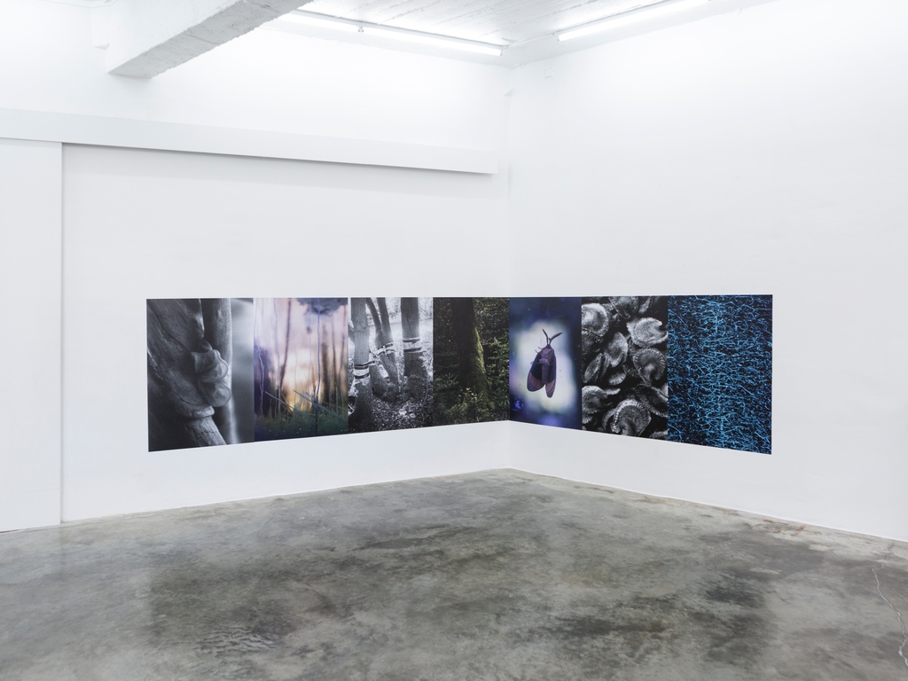DMWGallery's tweet photo. DMW is taking a short #summerbreak until September 2021.

2020-2021 was a great year for our gallery, filled with exciting projects and unique #exhibitions, including this #soloexhibition by #DriesSegers centred on #bordertrees.

We reopen 16 September with a solo by #MariusRitiu https://t.co/8uFbJ2QYSR