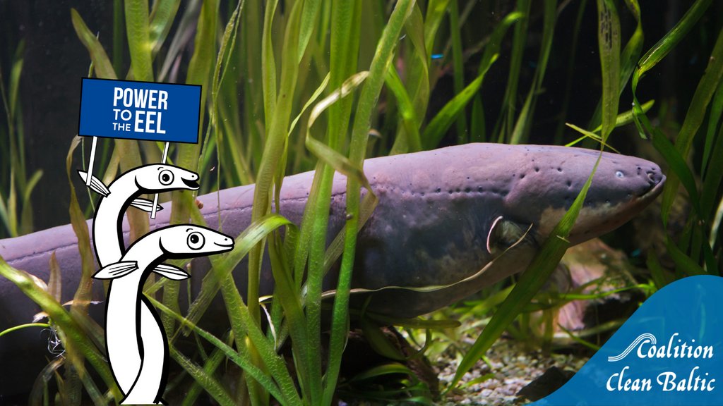 CCBnetwork's tweet photo. It´s a tragedy, but in less than 50 years, the #eel population has decreased by more than 90% due to migration barriers, illegal trade, wildlife crime, and a lack of international regulations. 

Sign the petition on https://t.co/FZnno7Nv4a &amp; make a stand for the eel! 
#SaveTheEel https://t.co/b7twWD4X1A