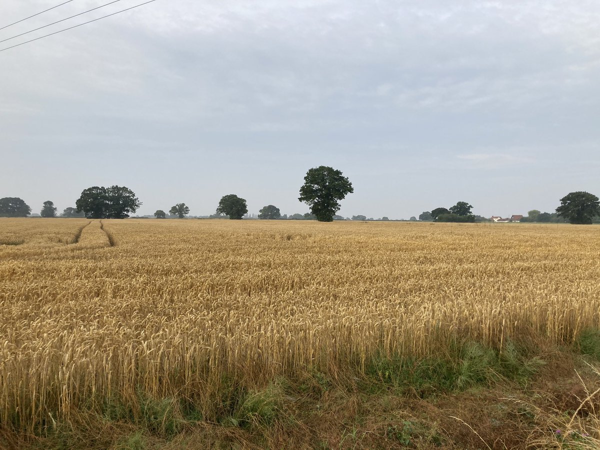 Peter Cook tweet media